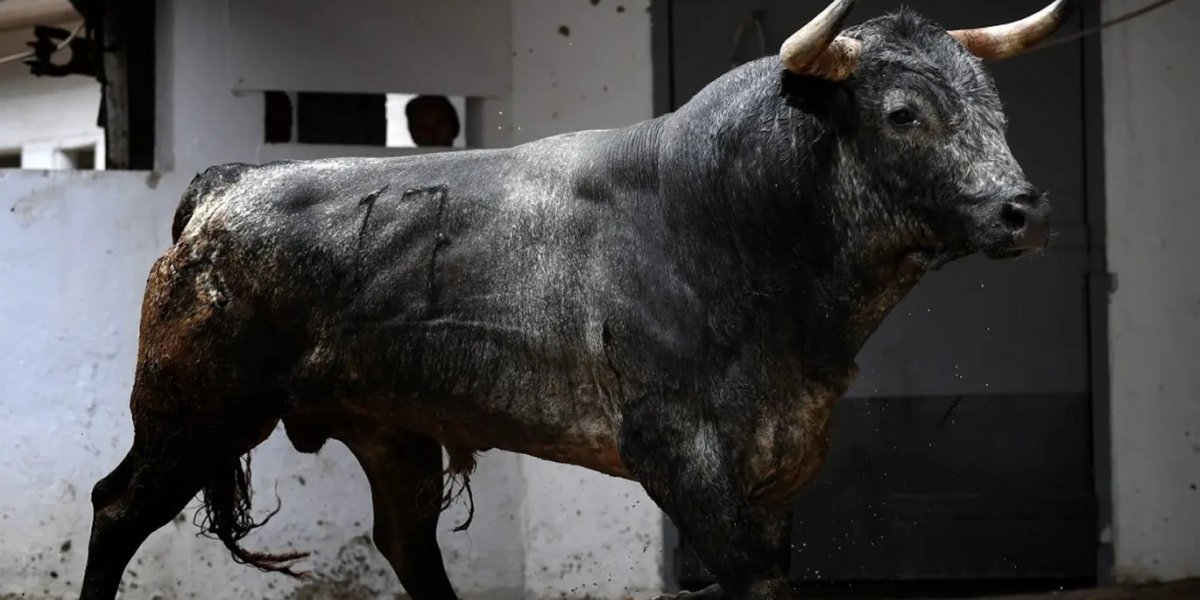 Touro solto ataca homem e destrói carro durante festival na Espanha