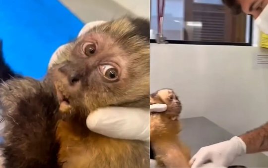 Macaco-prego é baleado nas costas no Rio de Janeiro e corre risco de ficar paraplégico