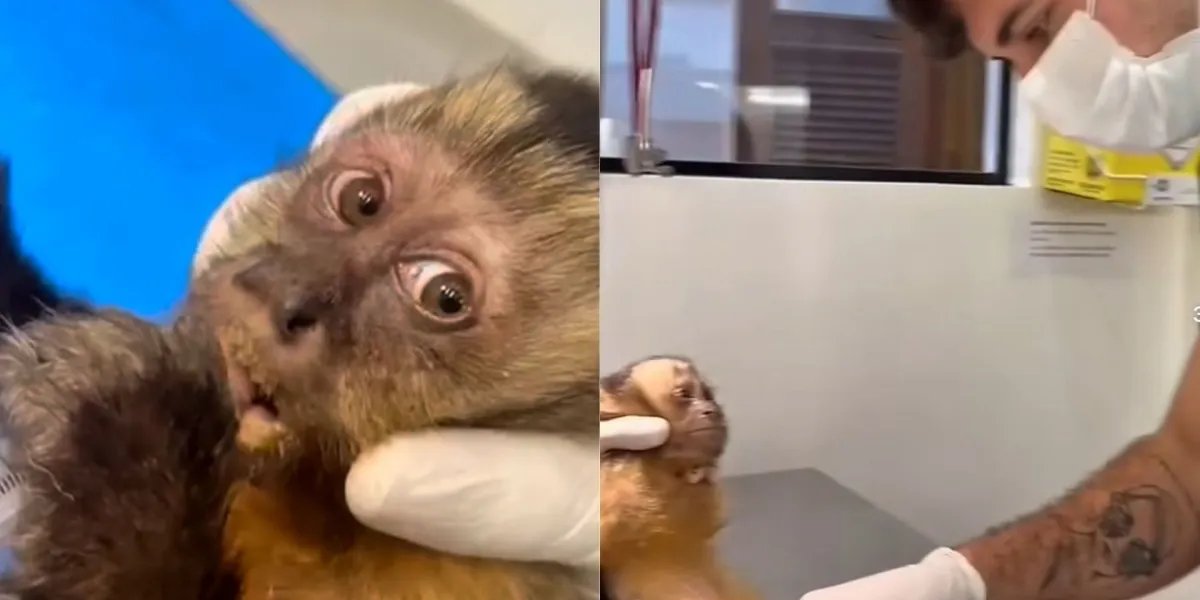 Macaquinha Maria foi resgatada por ONG