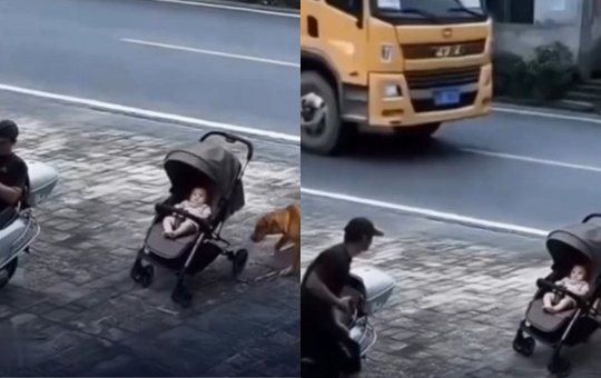 Herói de quatro patas: cachorro salva bebê de ser atropelado por caminhão