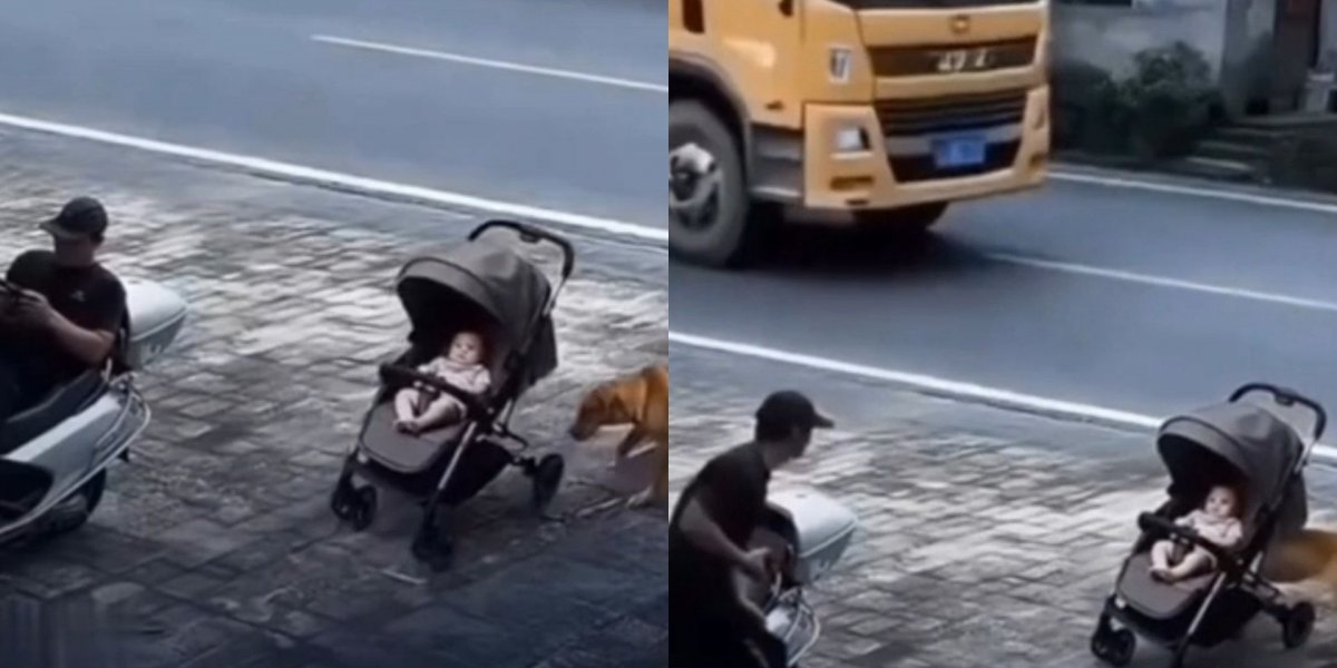 Herói de quatro patas: cachorro salva bebê de ser atropelado por caminhão