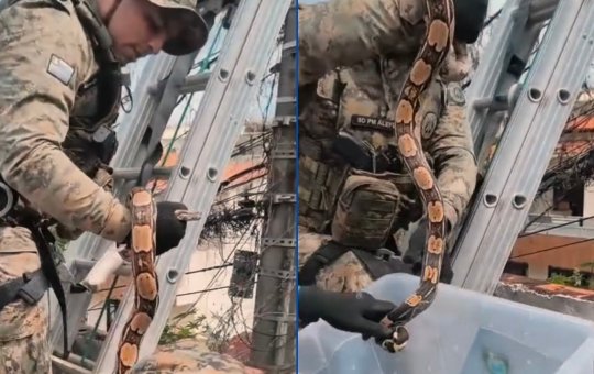 Jiboia é capturada enroscada em poste de energia de Salvador