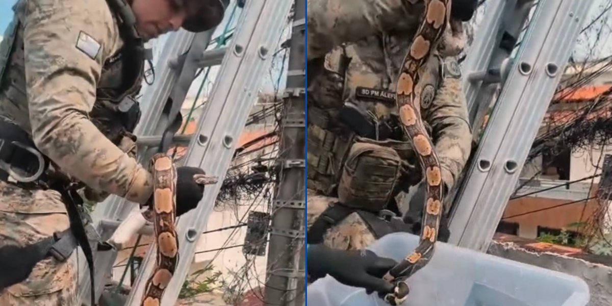 Momento que agentes da Coppa resgataram a jiboia