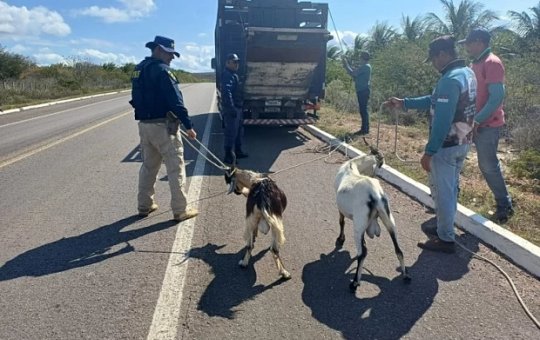 Polícia Rodoviária Federal retira mais de 60 animais de rodovias em Paulo Afonso