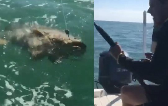 Pescador brasileiro enfrenta batalha épica e captura peixe de 130 kg no Golfo do México
