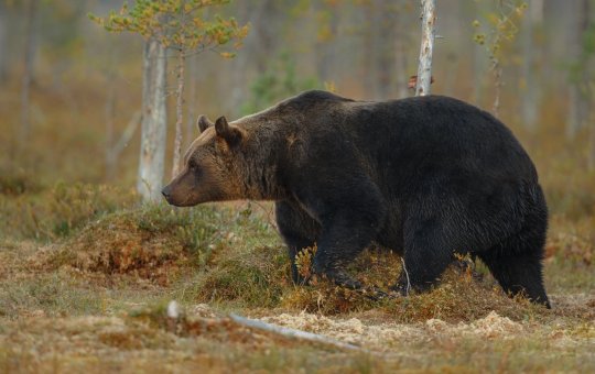 Urso-pardo invade cidade da Rússia, mata idosa e ataca menino que se fingiu de morto para se salvar