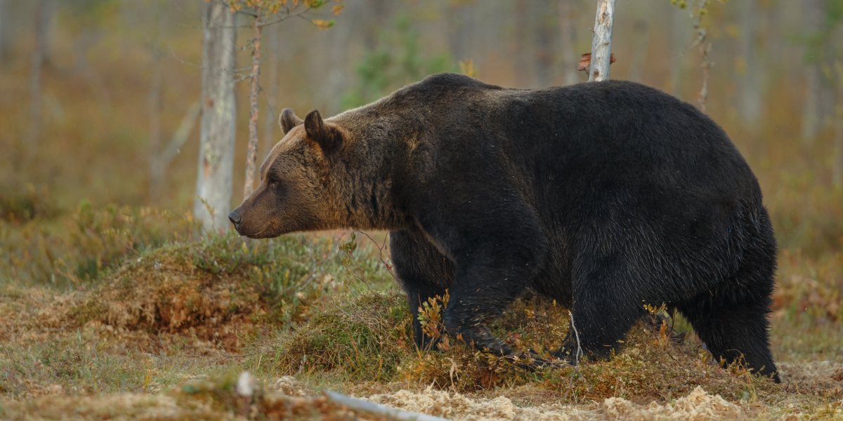 Imagem ilustrativa de urso-pardo