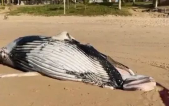Baleia é encontrada morta em praia da cidade de Salvador; veja