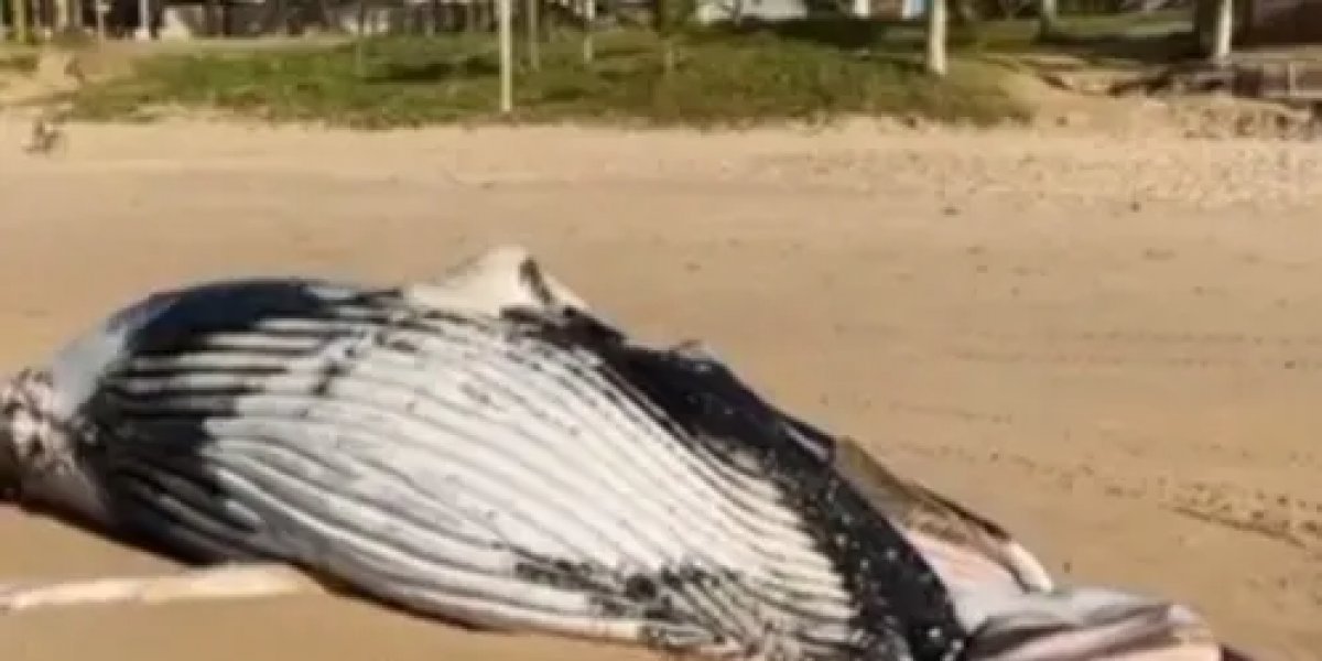 Baleia é encontrada morta em praia da cidade de Salvador; veja