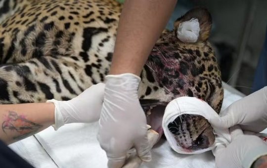 Onça-pintada ferida a tiro é resgatada após nadar por horas no Rio Negro, em Manaus