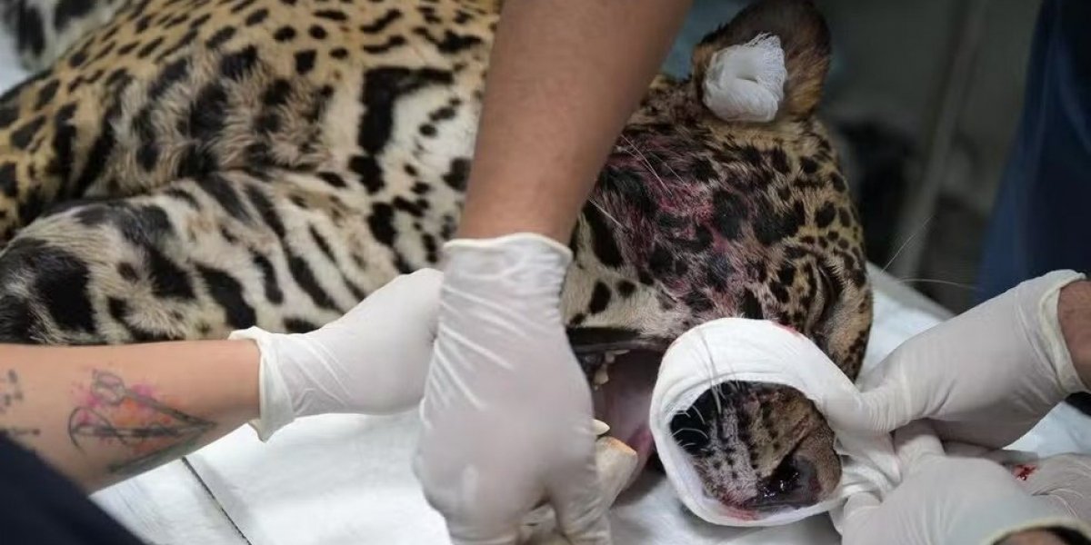 Onça-pintada ferida a tiro é resgatada após nadar por horas no Rio Negro, em Manaus