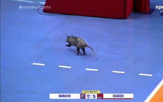 INUSITADO: Gambá invade quadra na semifinal do Campeonato Paulista de Vôlei