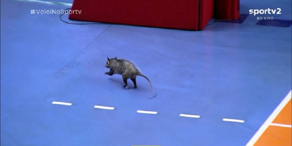 INUSITADO: Gambá invade quadra na semifinal do Campeonato Paulista de Vôlei