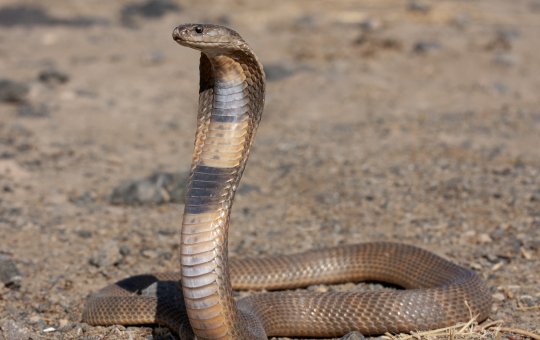 Na Índia, festival das cobras reúne multidão de fiéis em festa hindu
