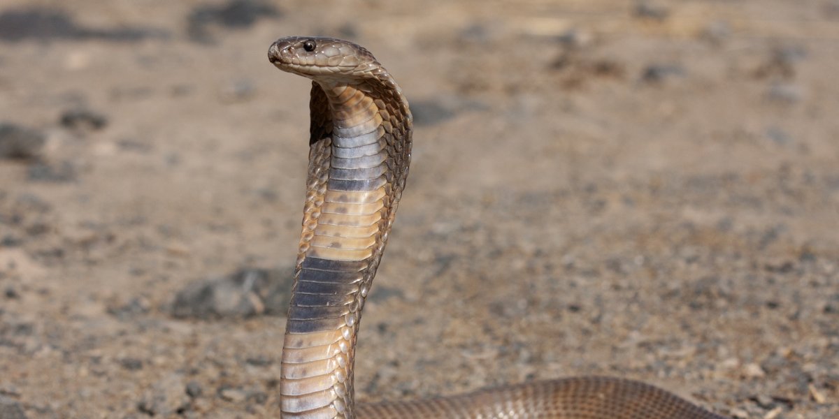 Na Índia, festival das cobras reúne multidão de fiéis em festa hindu