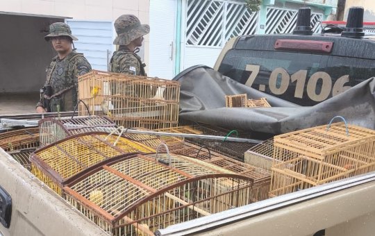 Polícia Ambiental apreende 22 aves silvestres durante operação em Catu