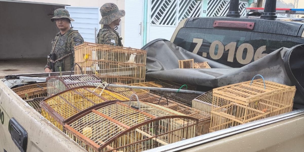 Polícia Ambiental apreende 22 aves silvestres durante operação em Catu