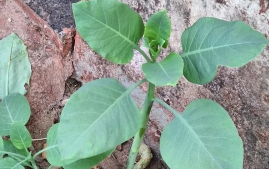 Família é hospitalizada em estado grave após confundir planta tóxica com couve