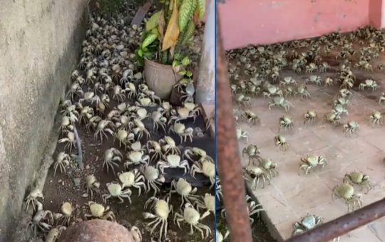 Casa é invadida por centenas de caranguejos após entrar na rota migratória dos animais