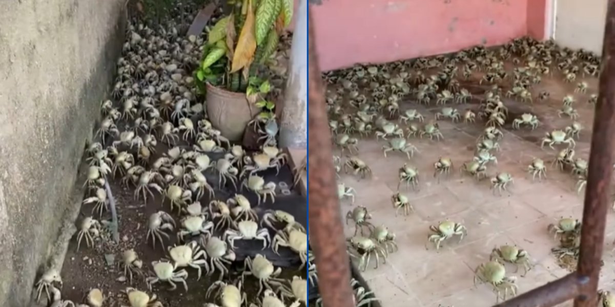 Caranguejos trasitando pela residência