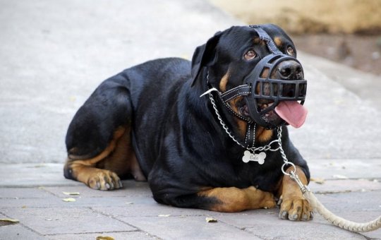 Cidade baiana aprova lei que obriga uso de focinheira em cães de grande porte