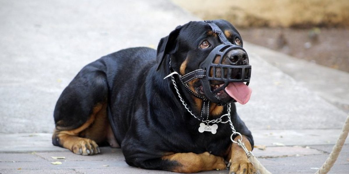 Cidade baiana aprova lei que obriga uso de focinheira em cães de grande porte