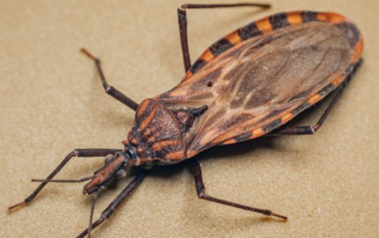 Após ingestão de caldo de cana, região de Irecê registra seis casos de Doença de Chagas