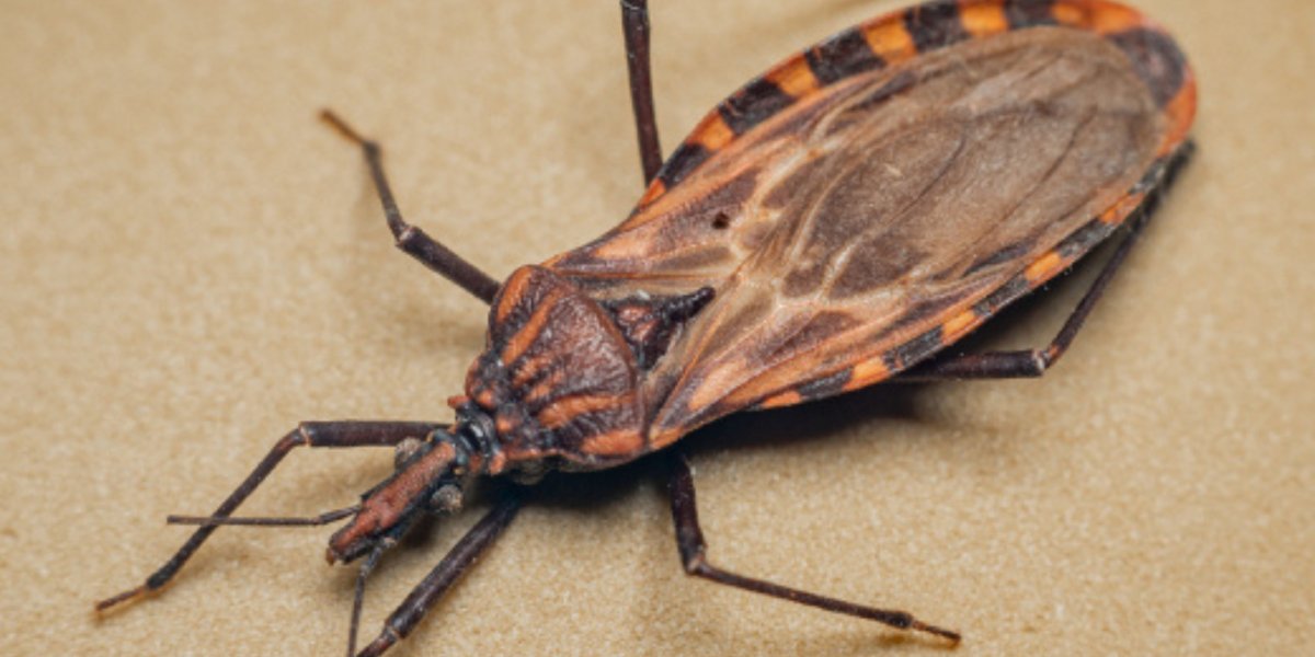Após ingestão de caldo de cana, região de Irecê registra seis casos de Doença de Chagas