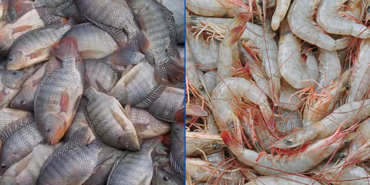 Tilápias e camarões-brancos