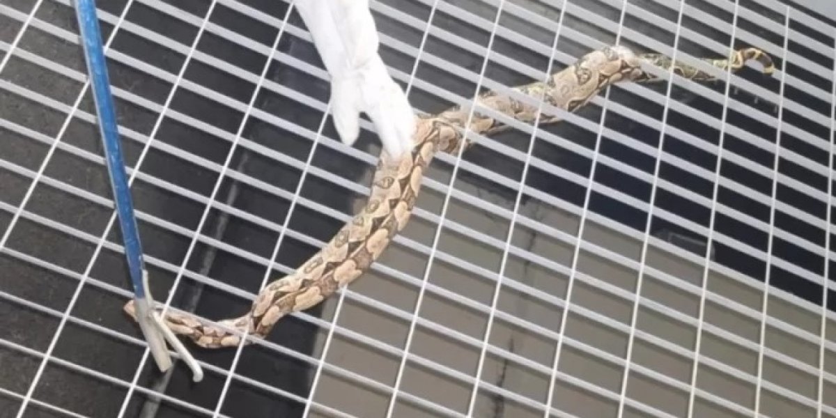 Jiboia é resgatada em estação do metrô de Brotas, em Salvador