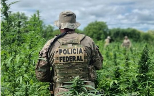Polícia Federal destrói mais de 280 mil pés de maconha durante operação