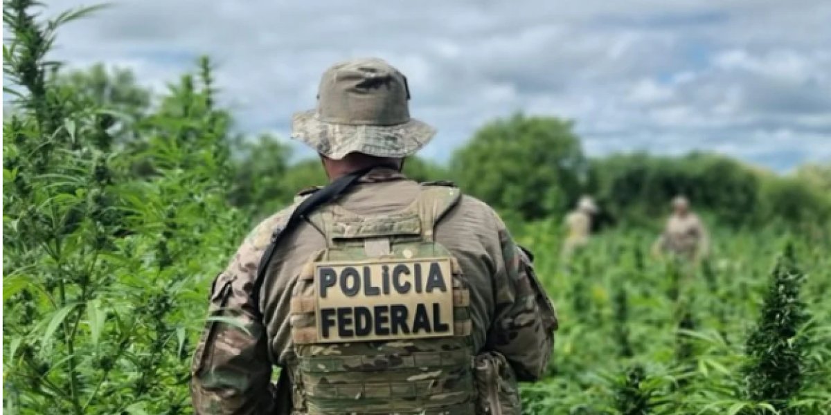 Polícia Federal destrói mais de 280 mil pés de maconha durante operação