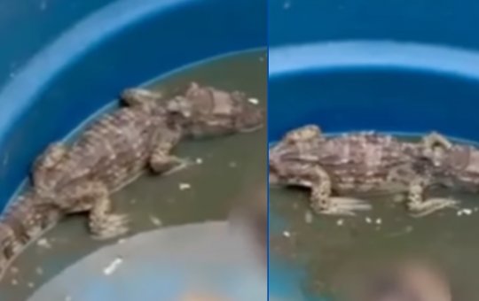 Criminosos do CV alimentavam jacarés com corpos de inimigos no Complexo da Penha