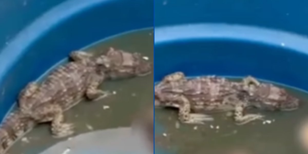 Jacaré utilizado para ocultar cadáveres de inimigos do Comando Vermelho