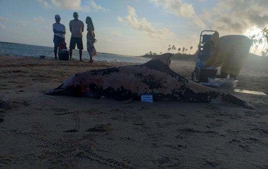 Golfinho é encontrado morto em praia de Salvador