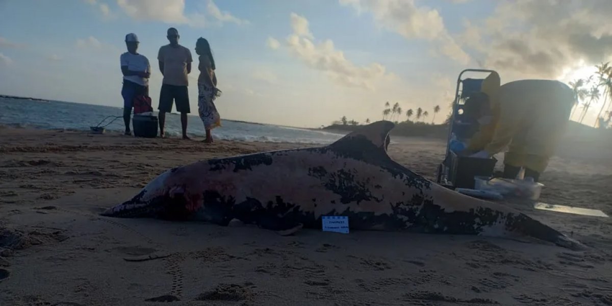 Golfinho morto em Itapuã