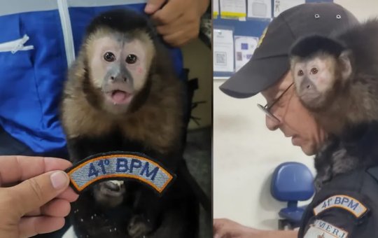 Macaco criminoso? Animal é resgatado após utilização em assalto