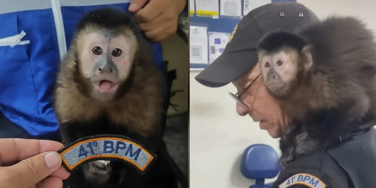 Macaco criminoso? Animal é resgatado após utilização em assalto