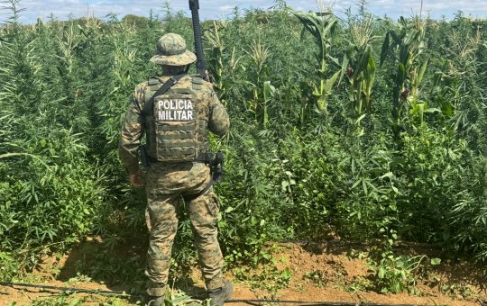 Polícia Militar destrói mais de 200 mil pés de maconha em área rural de Barro Alto