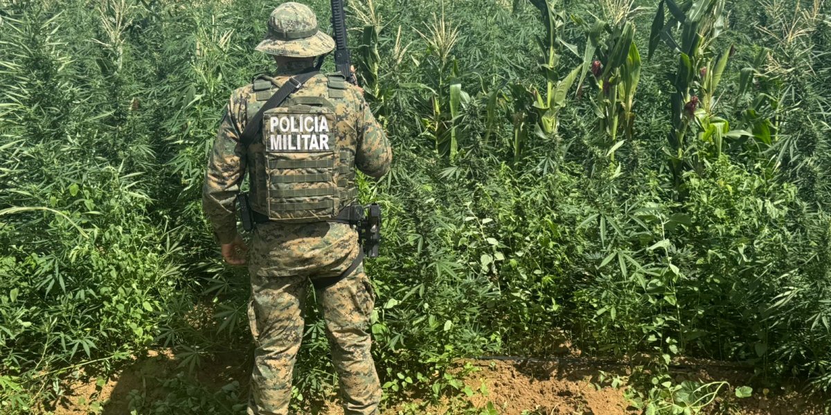 Polícia Militar destrói mais de 200 mil pés de maconha em área rural de Barro Alto