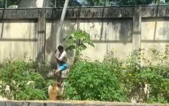 O homem invadiu a jaula e a partir de uma árvore