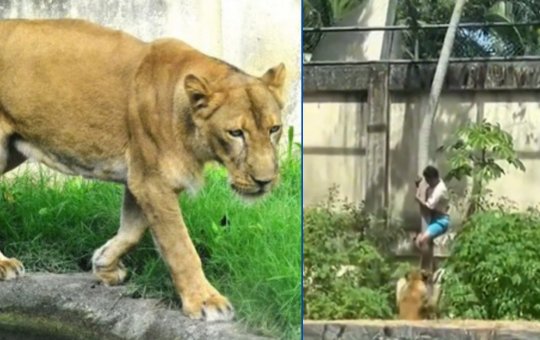Leoa que matou homem na Paraíba não será sacrificada; entenda