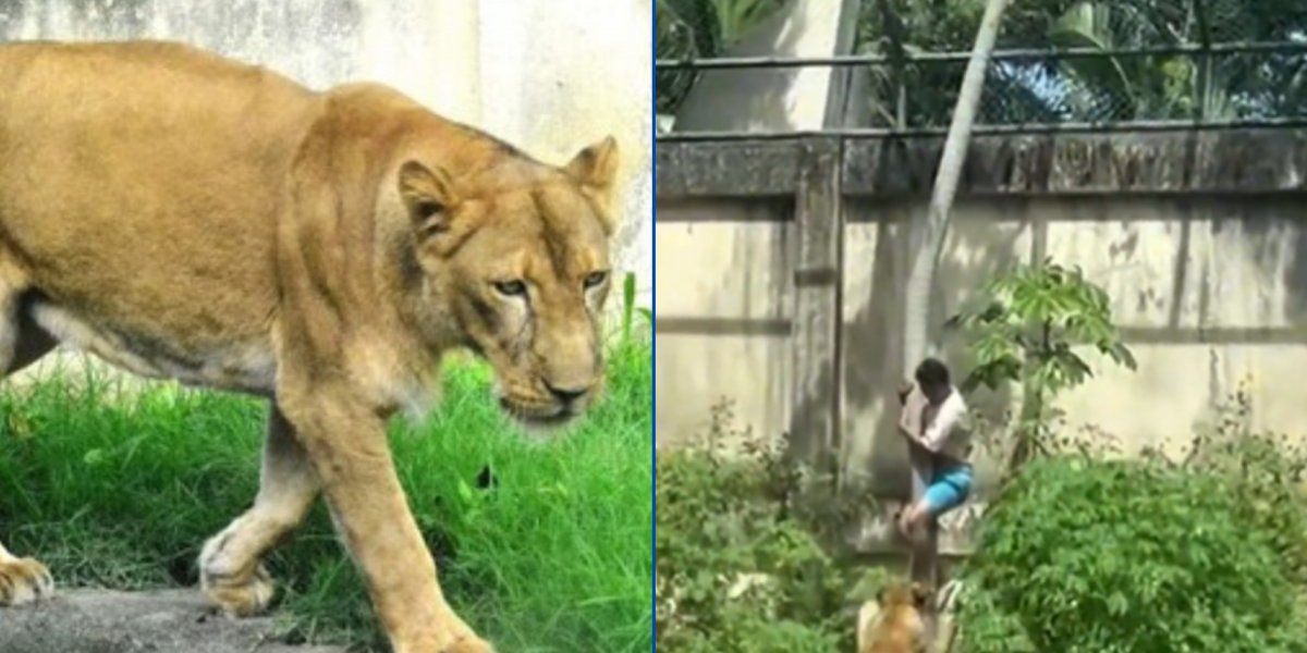 Leoa que matou homem na Paraíba não será sacrificada; entenda