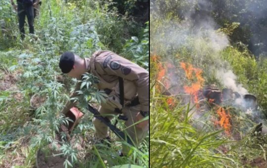 Polícia Militar apreende e incinera cerca de 160 pés de maconha no interior da Bahia