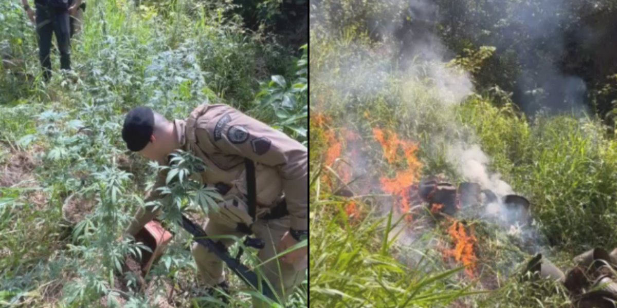 Polícia Militar apreende e incinera cerca de 160 pés de maconha no interior da Bahia
