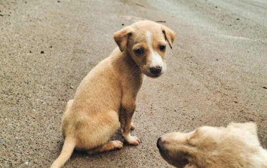 93 casos de raiva em animais são registrados na Bahia até Novembro