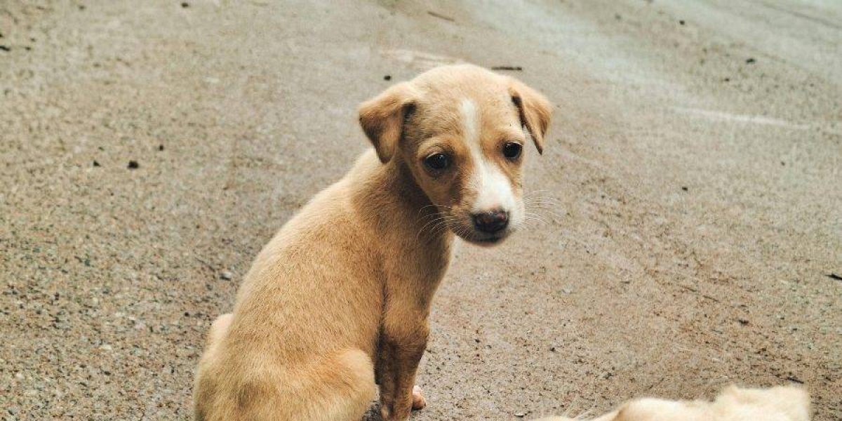 93 casos de raiva em animais são registrados na Bahia até Novembro