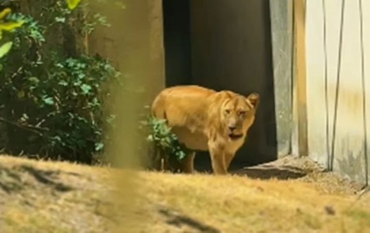 Leoa está de volta ao Zoológico na Paraíba dias após matar homem