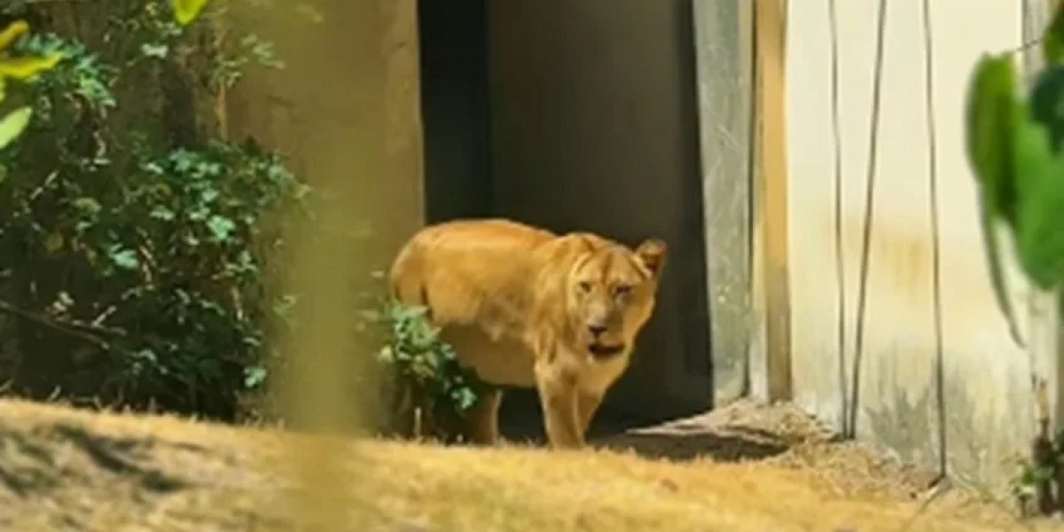 Leoa está de volta ao Zoológico na Paraíba dias após matar homem