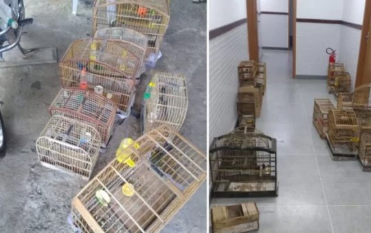 Aves silvestres são resgatadas em Planalto após denúncia de cativeiro irregular